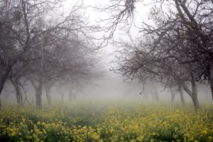 fog, Nature, Rape, Trees, Forest, Flower, Yellow