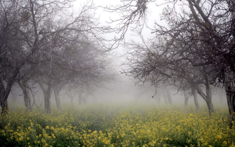 fog, Nature, Rape, Trees, Forest, Flower, Yellow HD Wallpaper Desktop Background