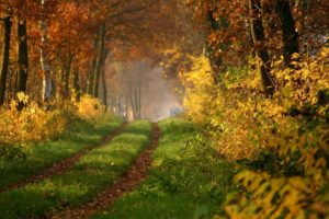 landscape, Nature, Tree, Forest, Woods, Autumn