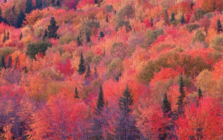 landscape, Nature, Tree, Forest, Woods, Autumn HD Wallpaper Desktop Background