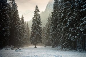 landscape, Nature, Tree, Forest, Woods, Winter