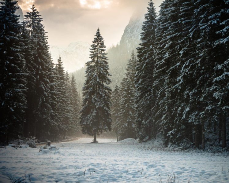 landscape, Nature, Tree, Forest, Woods, Winter HD Wallpaper Desktop Background