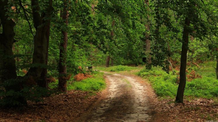 landscape, Nature, Tree, Forest, Woods, Path, Road HD Wallpaper Desktop Background