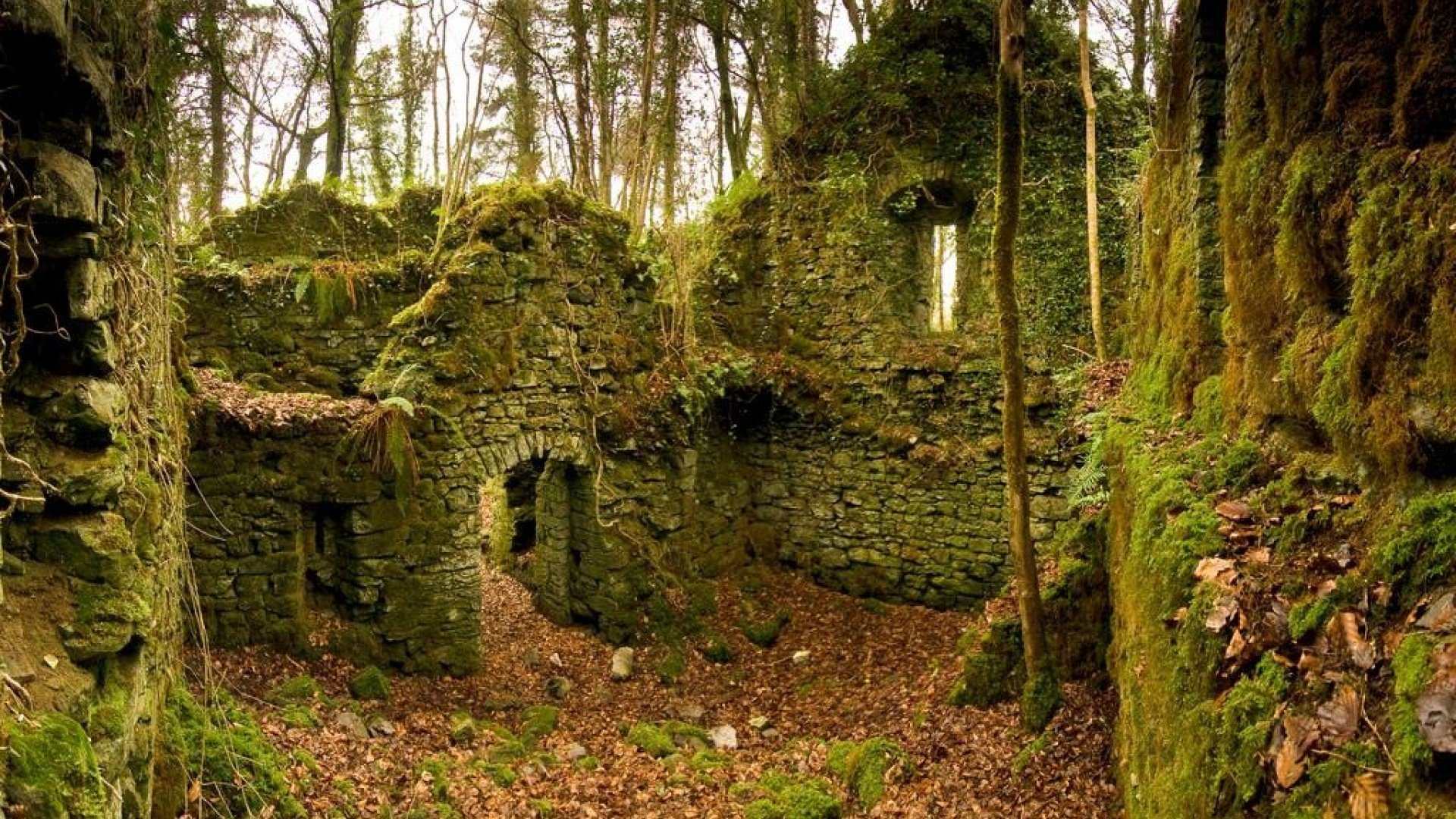 landscape, Nature, Tree, Forest, Woods, Ruins Wallpaper