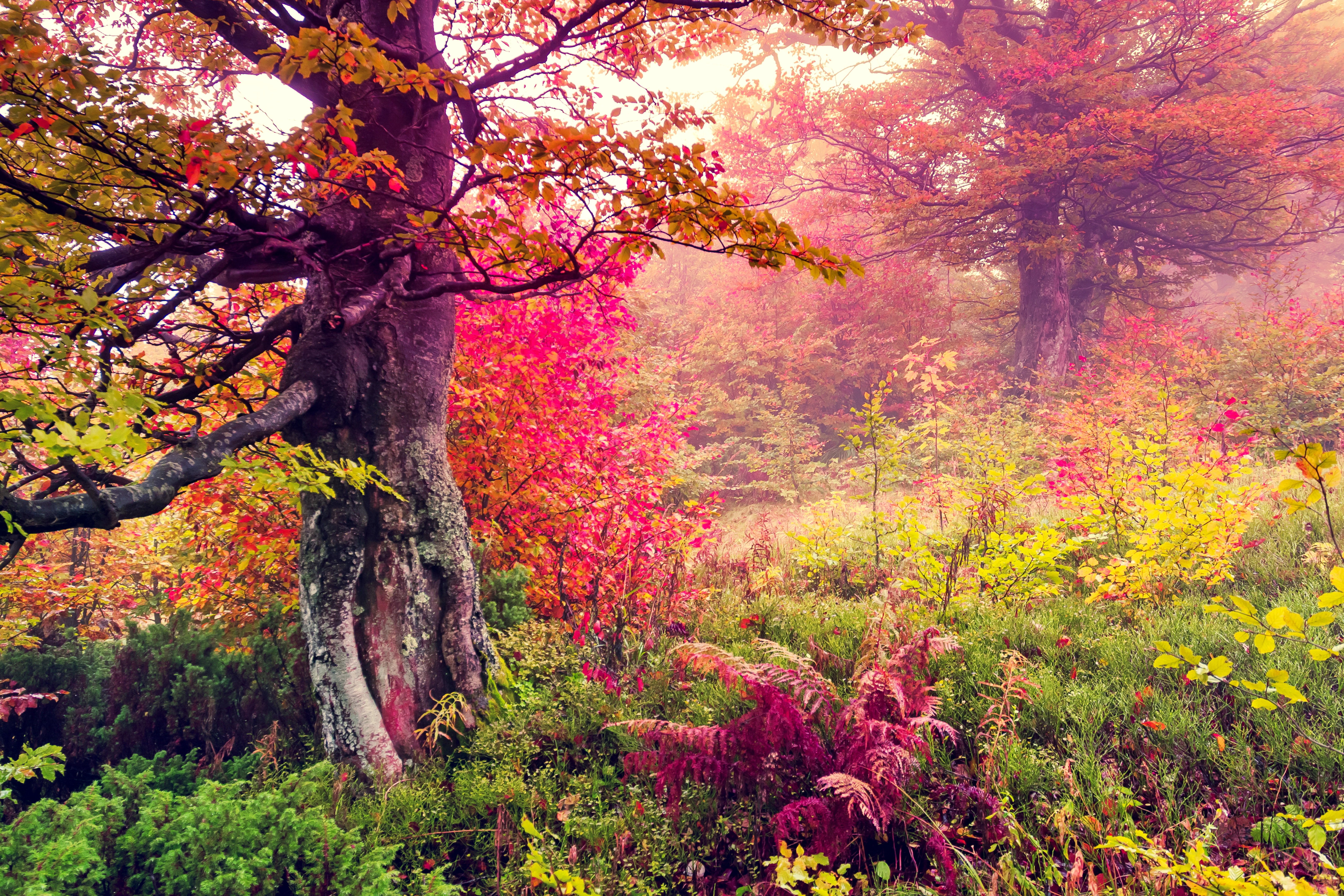 landscape, Nature, Tree, Forest, Woods, Autumn Wallpapers  