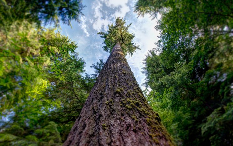 Landscape Nature Tree Forest Woods Wallpapers HD Desktop And Landscape Nature Tree Forest Woods Wallpapers HD Desktop And