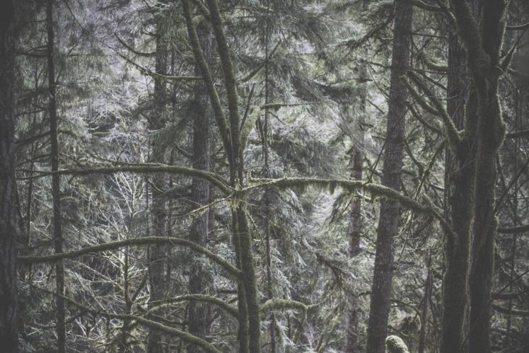 landscape, Nature, Tree, Forest, Woods HD Wallpaper Desktop Background