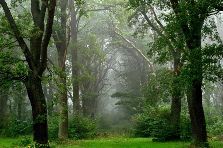 landscape, Nature, Tree, Forest, Woods, Fog HD Wallpaper Desktop Background