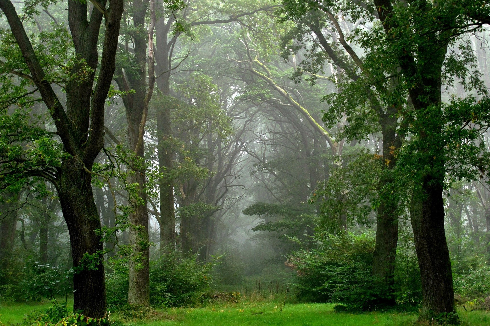 landscape, Nature, Tree, Forest, Woods, Fog Wallpapers HD / Desktop and