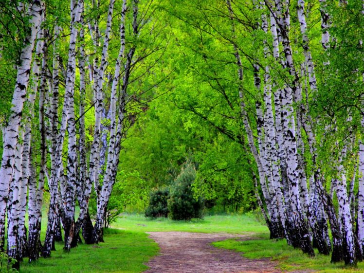 landscape, Nature, Tree, Forest, Woods, Road, Path HD Wallpaper Desktop Background