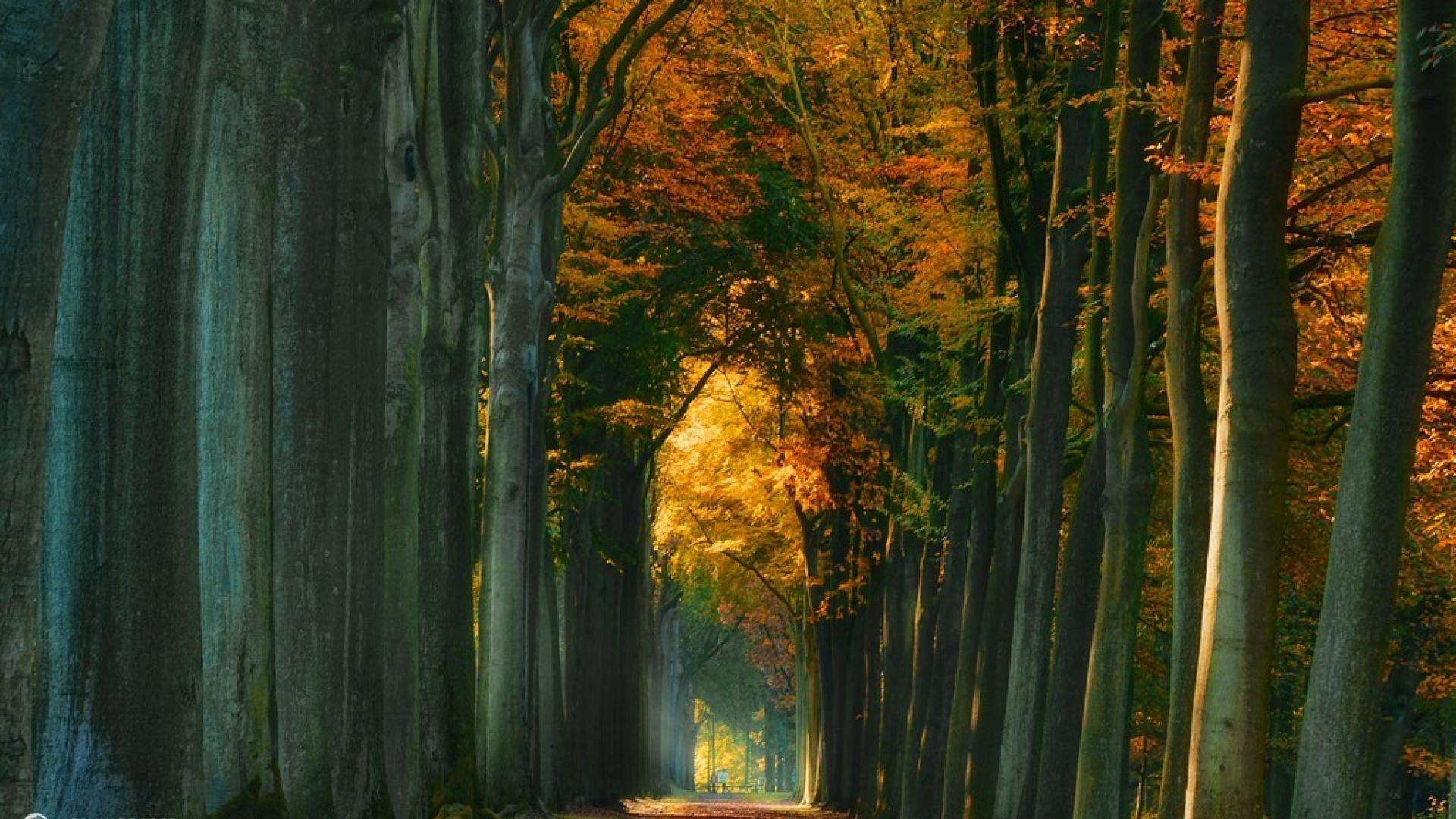 landscape, Nature, Tree, Forest, Woods, Autumn, Road, Path, People Wallpaper