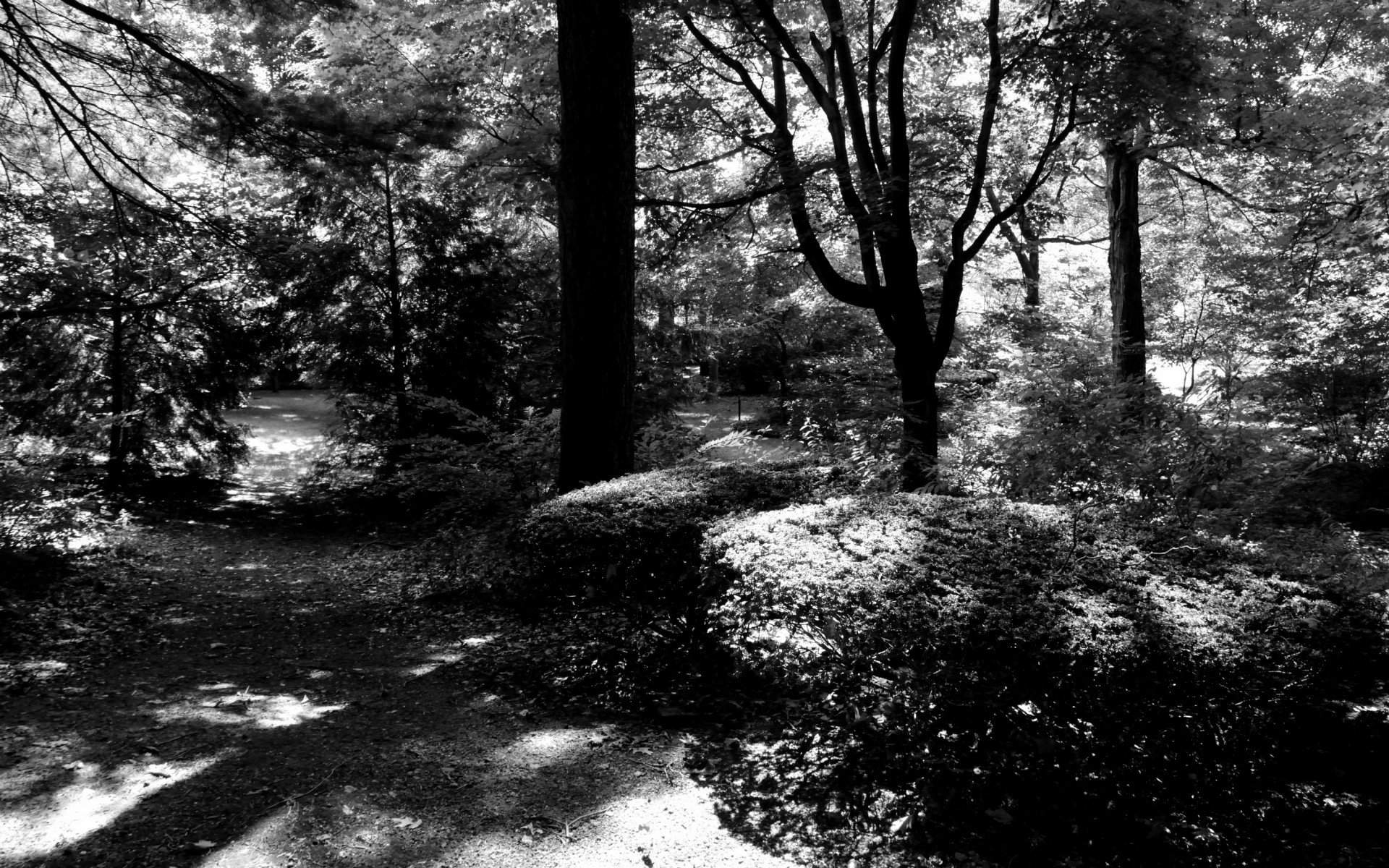 landscape, Nature, Tree, Forest, Woods Wallpaper