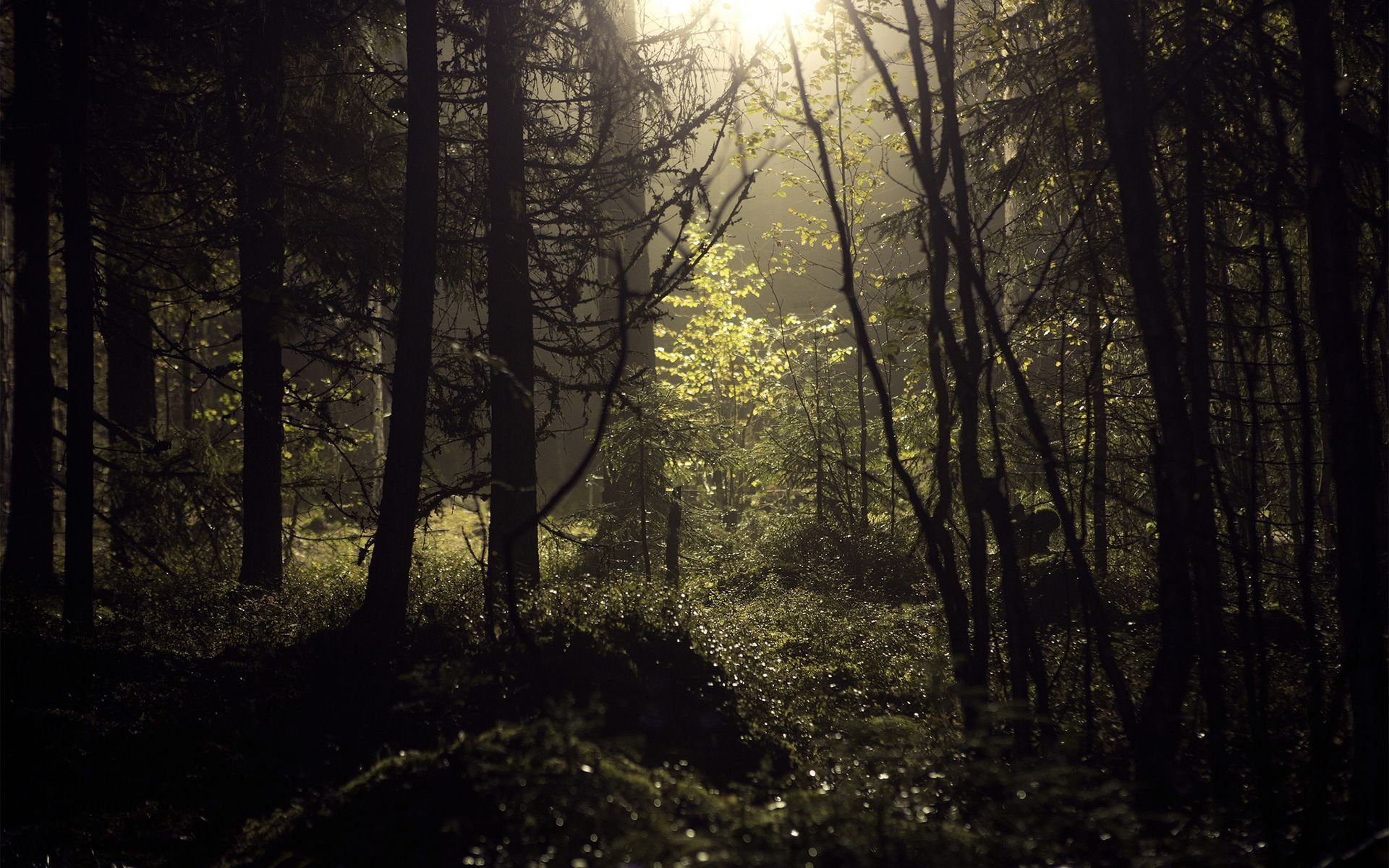 landscape, Nature, Tree, Forest, Woods Wallpaper