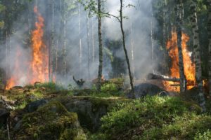 landscape, Nature, Tree, Forest, Woods, Fire