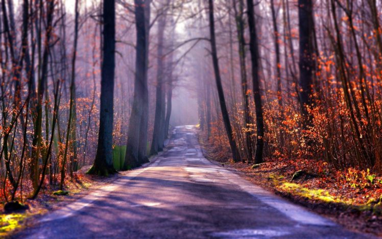 landscape, Nature, Tree, Forest, Woods, Autumn, Path, Road HD Wallpaper Desktop Background