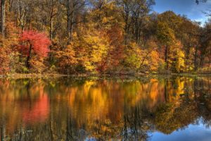 landscape, Nature, Tree, Forest, Woods, Autumn, Lake, Reflection