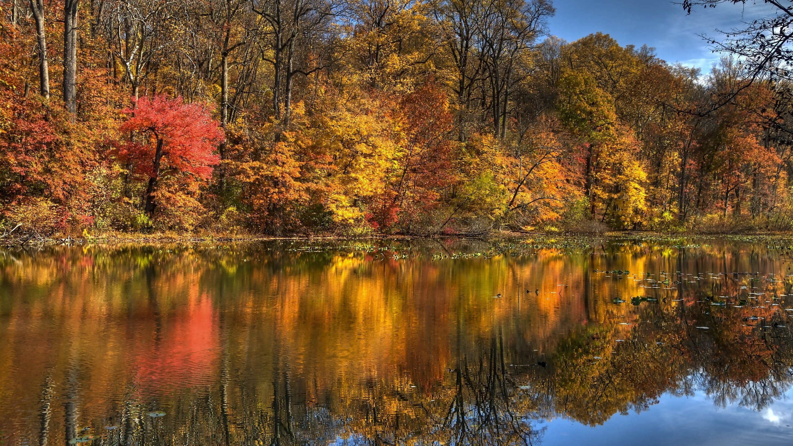 landscape, Nature, Tree, Forest, Woods, Autumn, Lake, Reflection Wallpaper