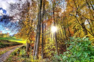 landscape, Nature, Tree, Forest, Woods, Autumn, Path