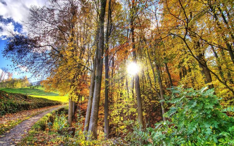 landscape, Nature, Tree, Forest, Woods, Autumn, Path HD Wallpaper Desktop Background