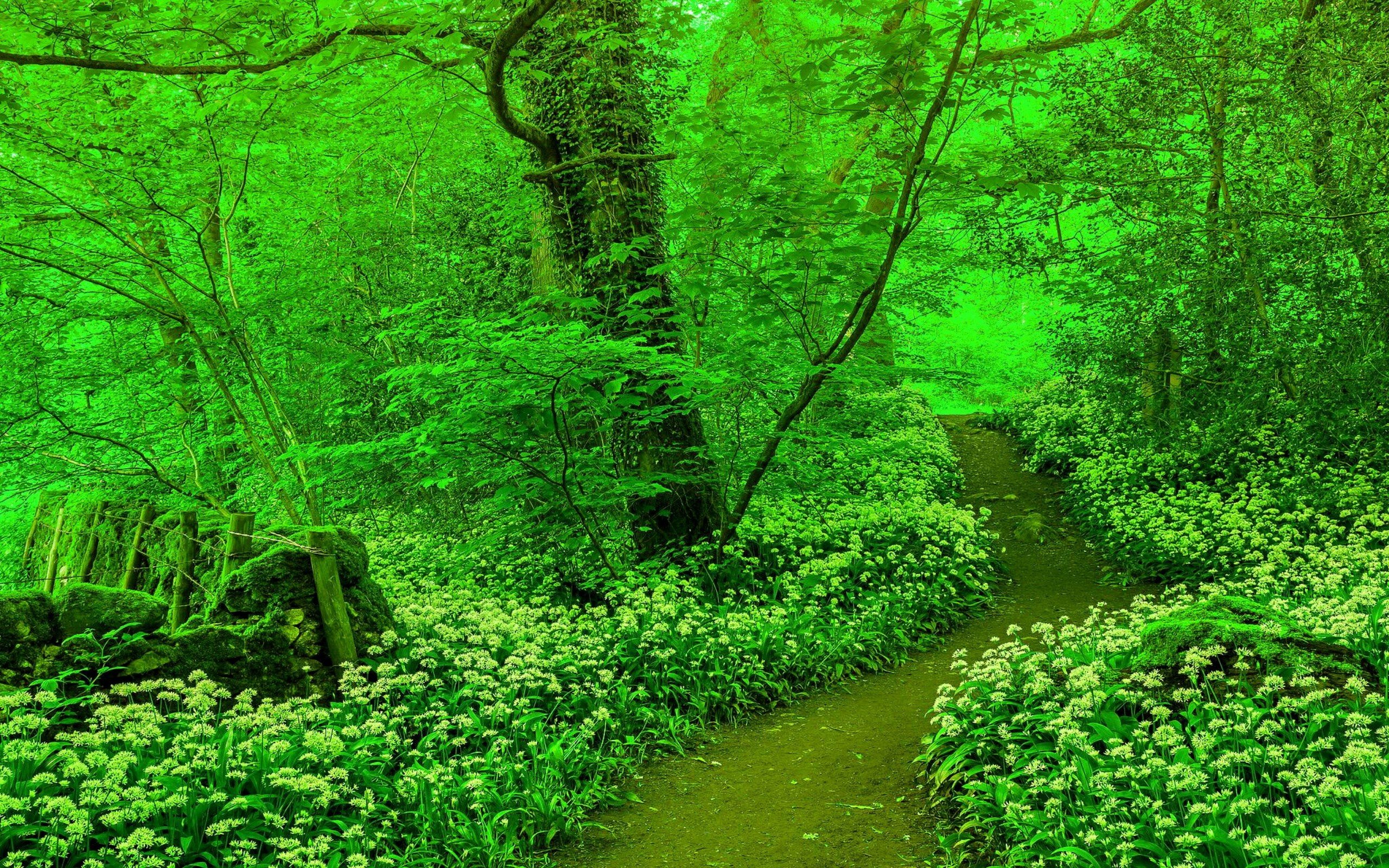 Красивые зеленые места. Зеленая природа. Зеленый лес. Зеленый цвет в природе. Красивая зеленая природа.