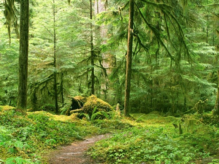 landscape, Nature, Tree, Forest, Woods, Path HD Wallpaper Desktop Background