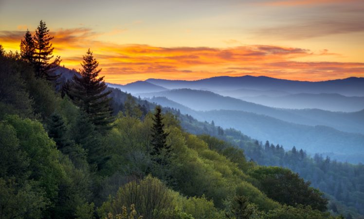 landscape, Nature, Tree, Forest, Woods, Sunset, Sunrise HD Wallpaper Desktop Background