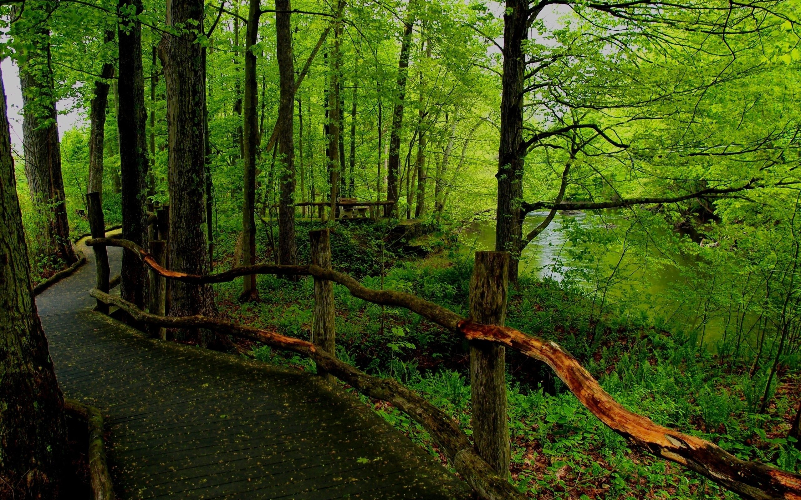 landscape, Nature, Tree, Forest, Woods, Path Wallpapers HD / Desktop ...