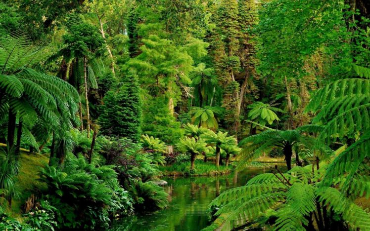 landscape, Nature, Tree, Forest, Woods, Jungle, Garden HD Wallpaper Desktop Background