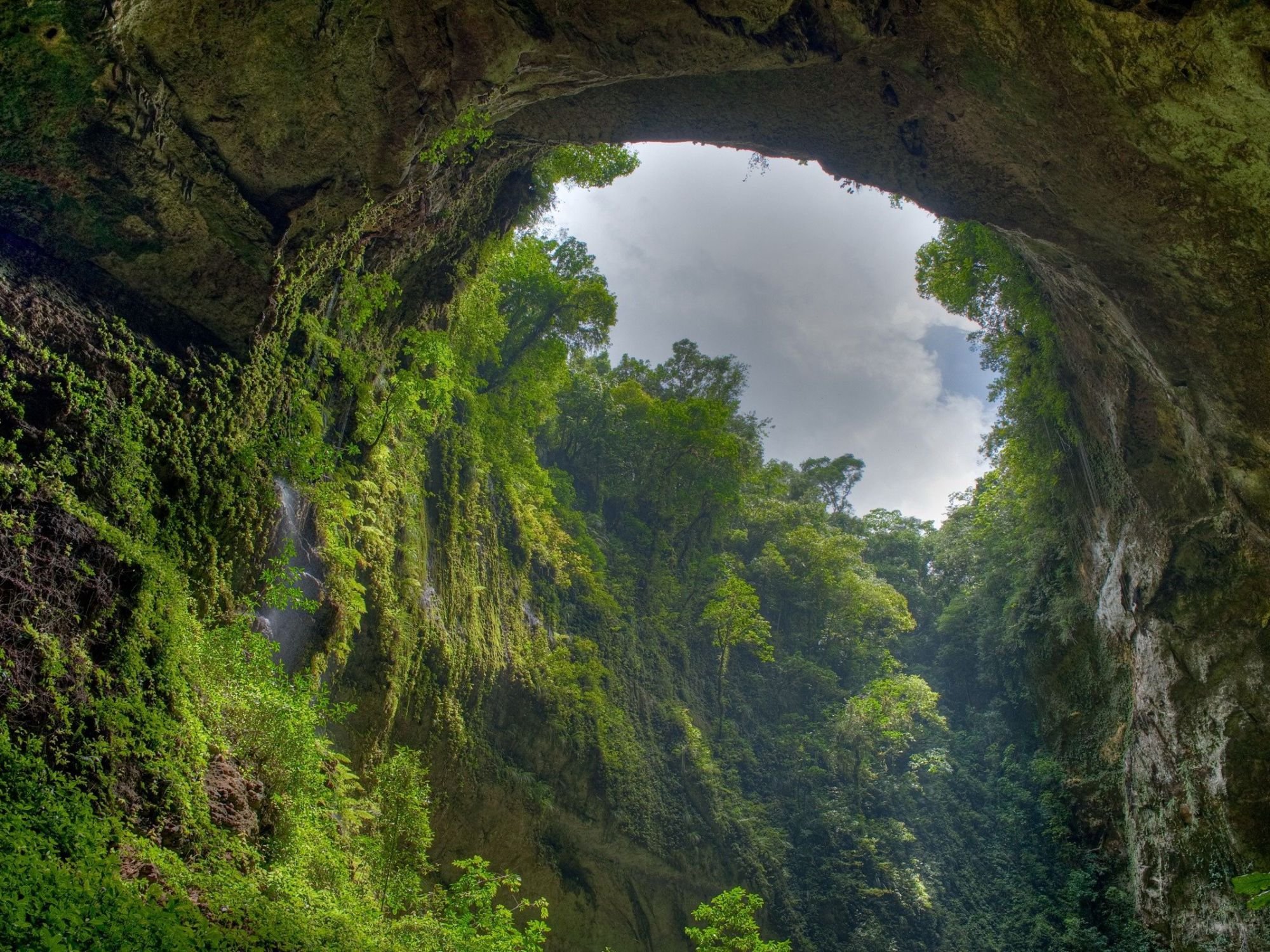 landscape, Nature, Tree, Forest, Woods, Jungle, Cave Wallpaper