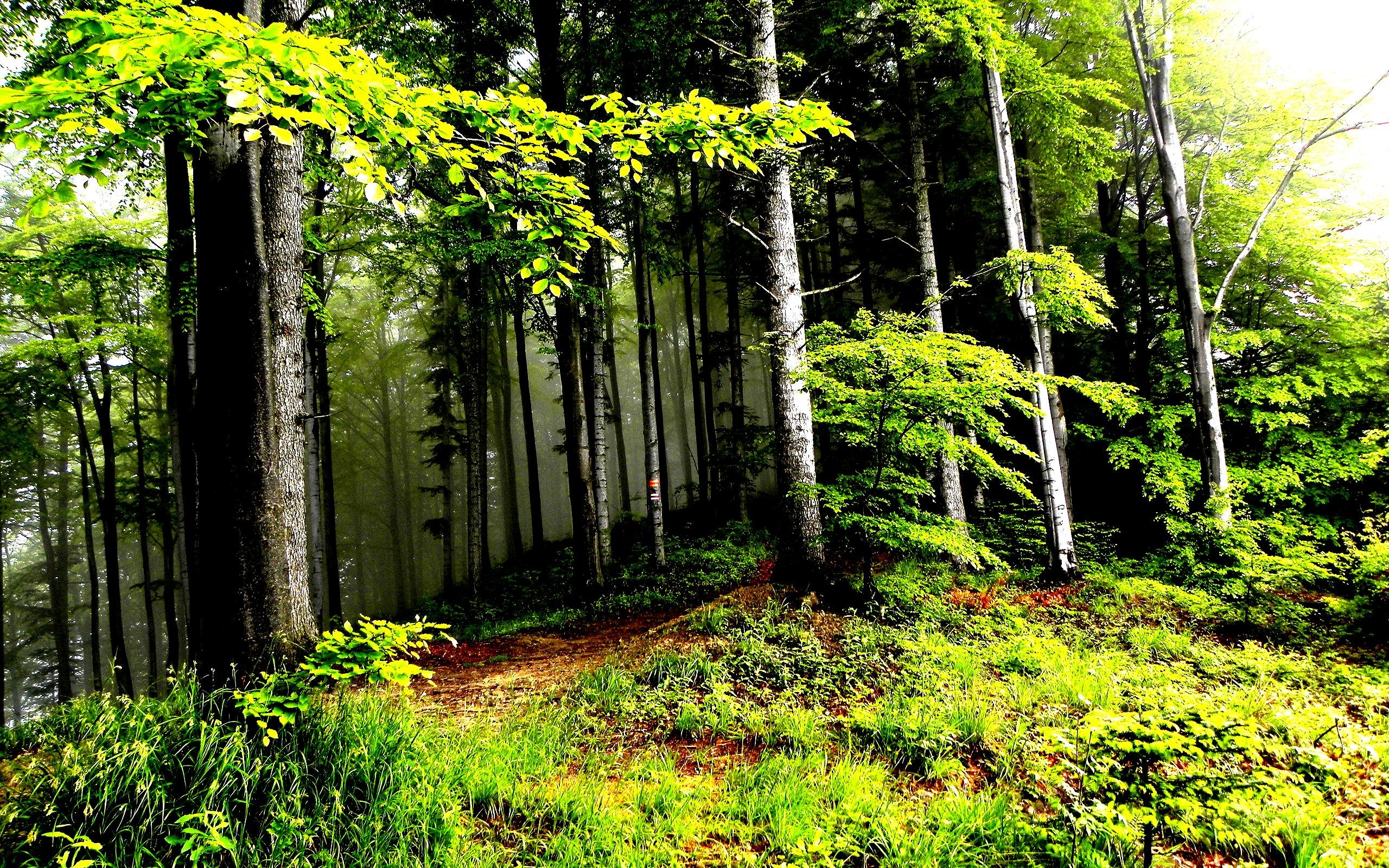 landscape, Nature, Tree, Forest, Woods Wallpaper