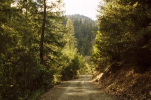 landscape, Nature, Tree, Forest, Woods, Road, Path