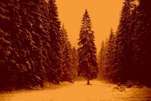 landscape, Nature, Tree, Forest, Woods, Sepia, Winter