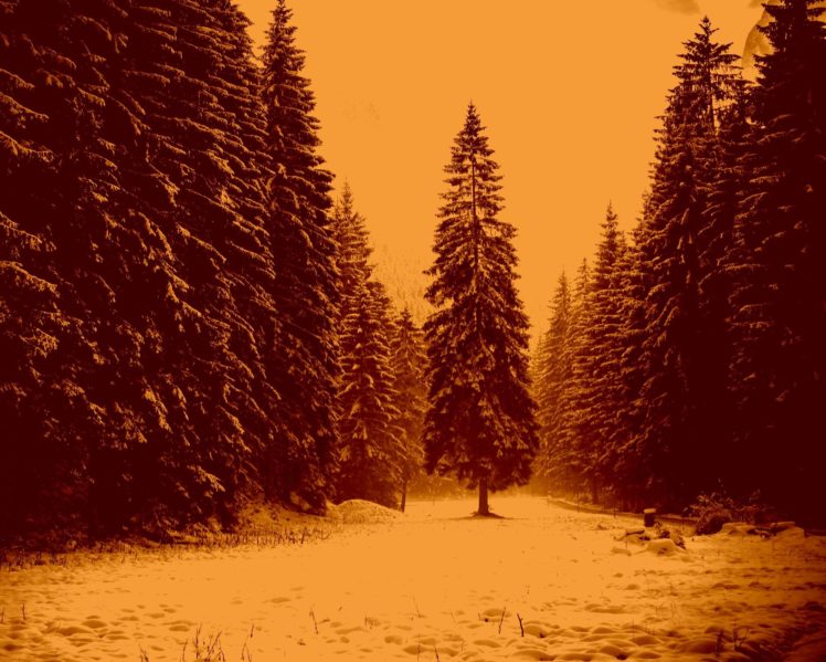landscape, Nature, Tree, Forest, Woods, Sepia, Winter HD Wallpaper Desktop Background