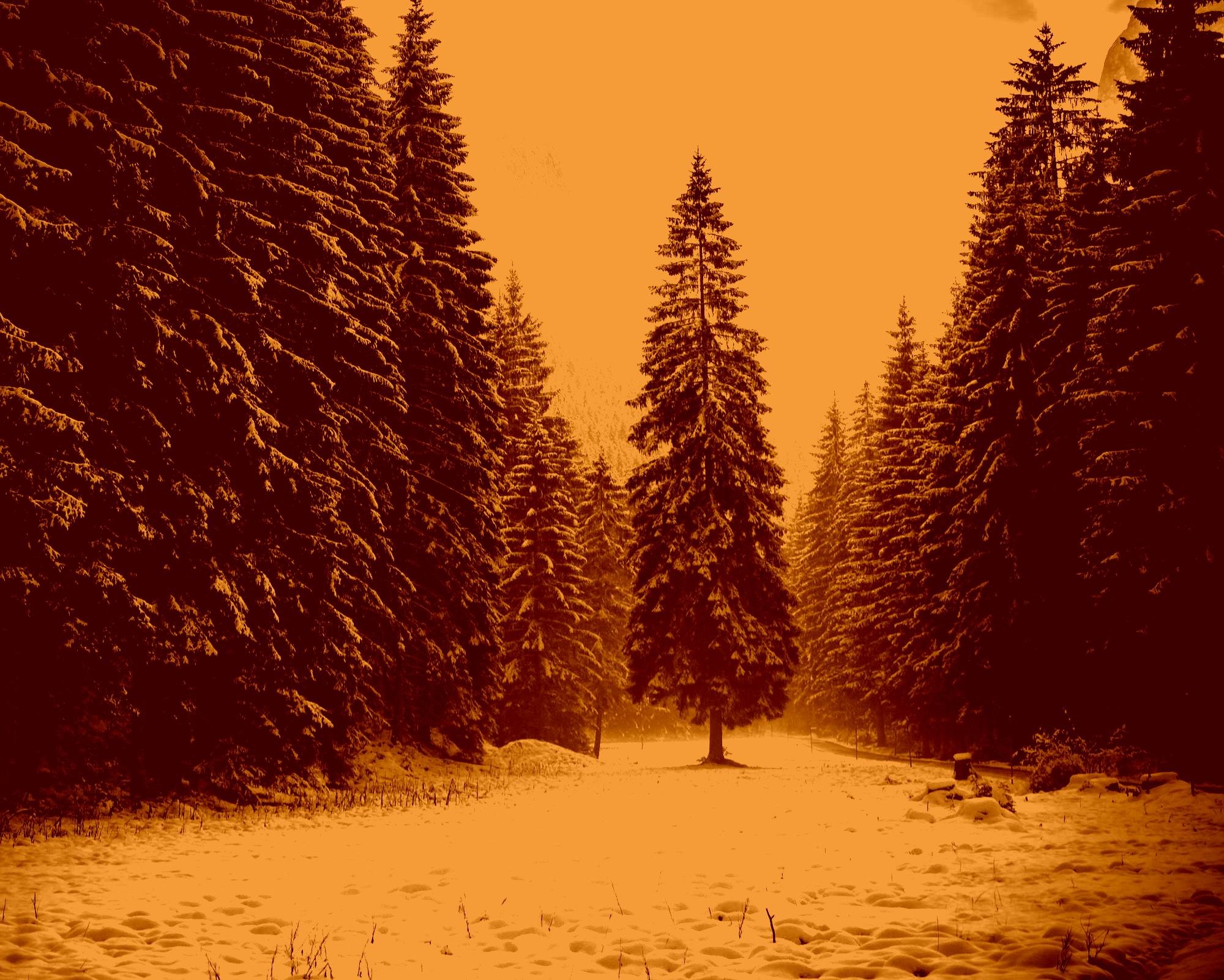 landscape, Nature, Tree, Forest, Woods, Sepia, Winter Wallpaper