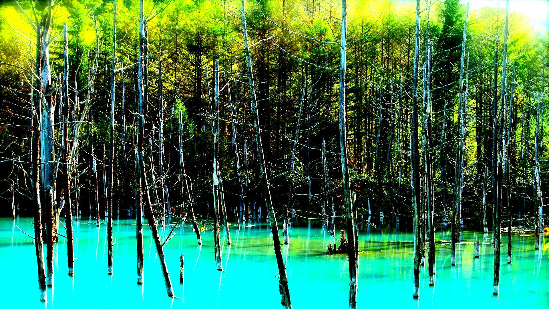 landscape, Nature, Tree, Forest, Woods, Swamp, River, Lake, Jungle, Florida Wallpaper