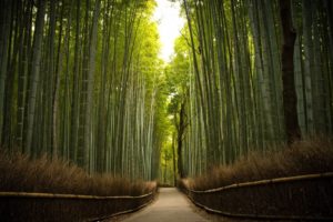 landscape, Nature, Tree, Forest, Woods, Path, Bamboo