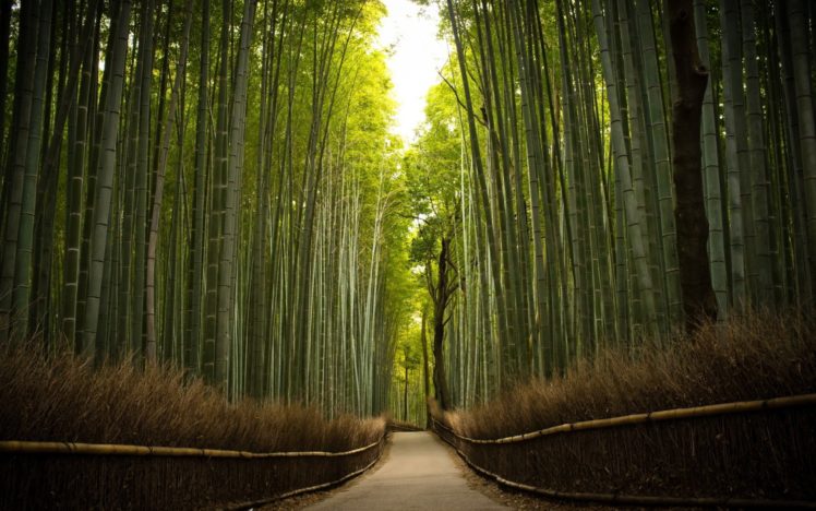landscape, Nature, Tree, Forest, Woods, Path, Bamboo HD Wallpaper Desktop Background