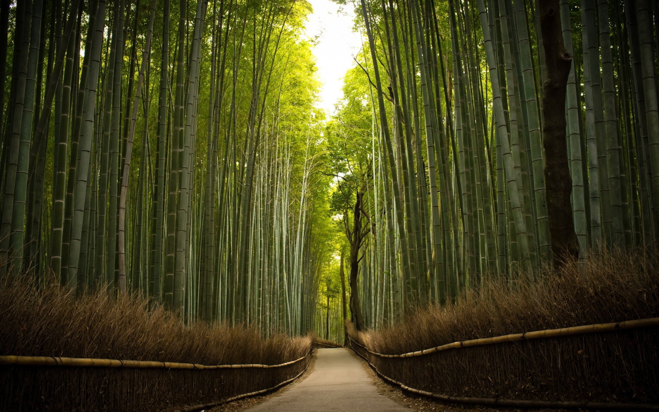 landscape, Nature, Tree, Forest, Woods, Path, Bamboo Wallpaper