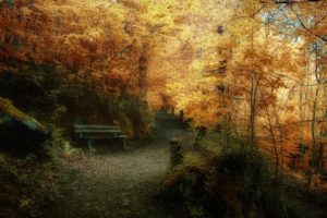 landscape, Nature, Tree, Forest, Woods, Path, Autumn