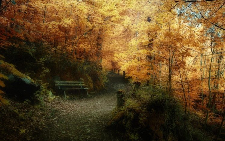 landscape, Nature, Tree, Forest, Woods, Path, Autumn HD Wallpaper Desktop Background