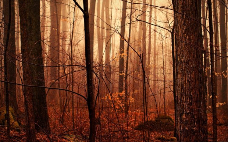 landscape, Nature, Tree, Forest, Woods, Autumn HD Wallpaper Desktop Background