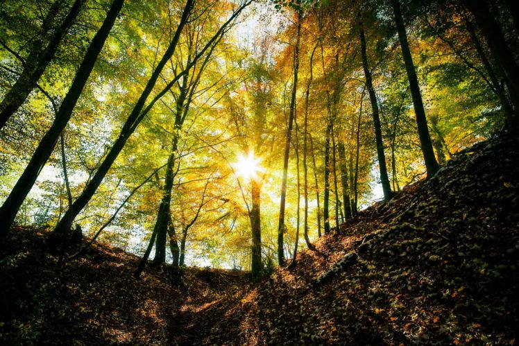 landscape, Nature, Tree, Forest, Woods, Autumn, Sun HD Wallpaper Desktop Background