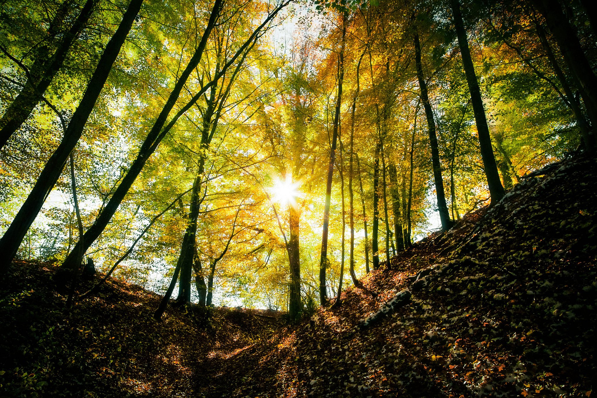 landscape, Nature, Tree, Forest, Woods, Autumn, Sun Wallpaper