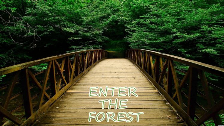 landscape, Nature, Tree, Forest, Woods, Bridge, Path HD Wallpaper Desktop Background