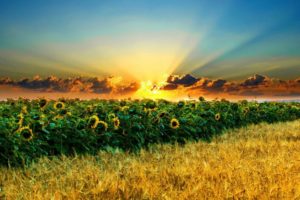 field, Of, Sunflowers
