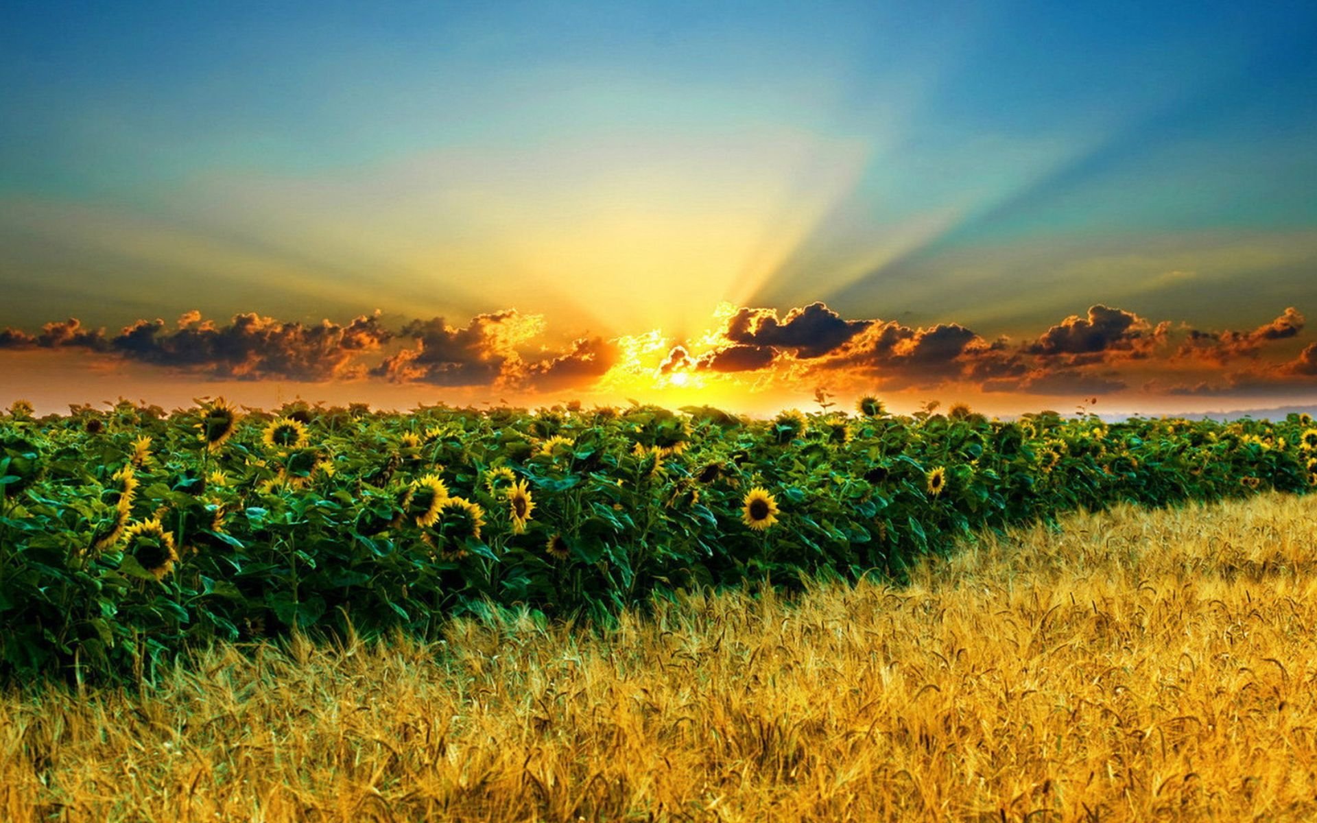 field, Of, Sunflowers Wallpaper