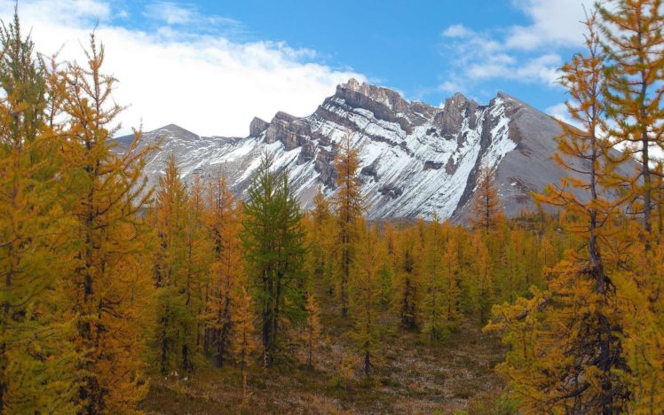 mountains, Landscape, Nature, Mountain, Autumn, Forest HD Wallpaper Desktop Background