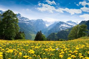 mountains, Landscape, Nature, Mountain, Spring, Meadow, Flowers