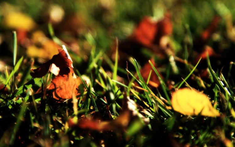 grass, And, Yellow, Leaves HD Wallpaper Desktop Background