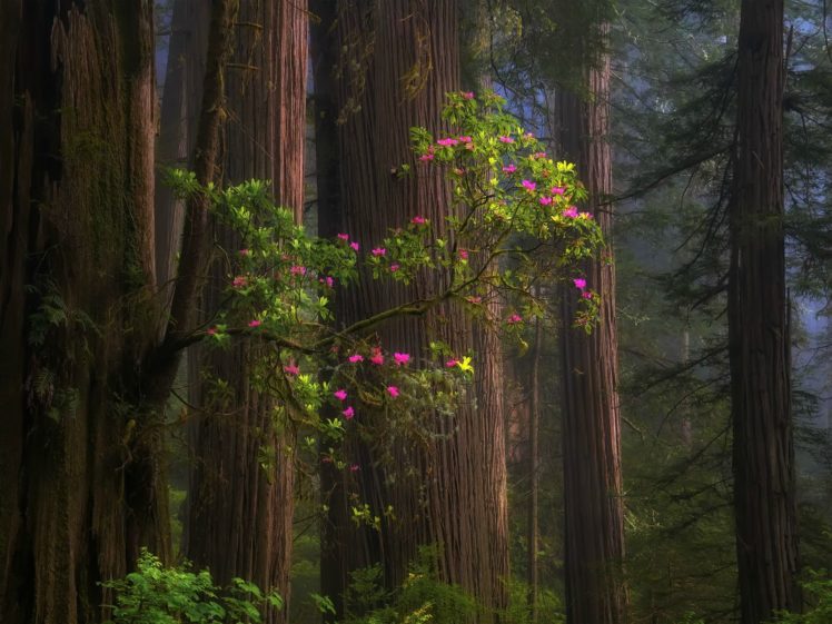 redwood, Forest, California, Usa HD Wallpaper Desktop Background